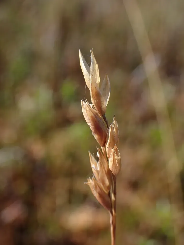 Rytidosperma Nivicola