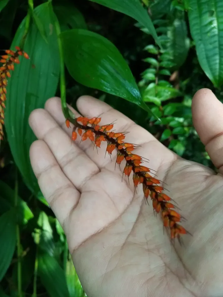 Elleanthus Oliganthus