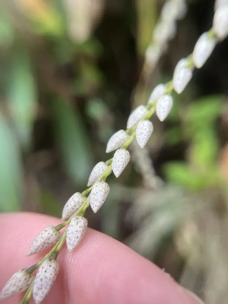 Pleurothallis Colossus