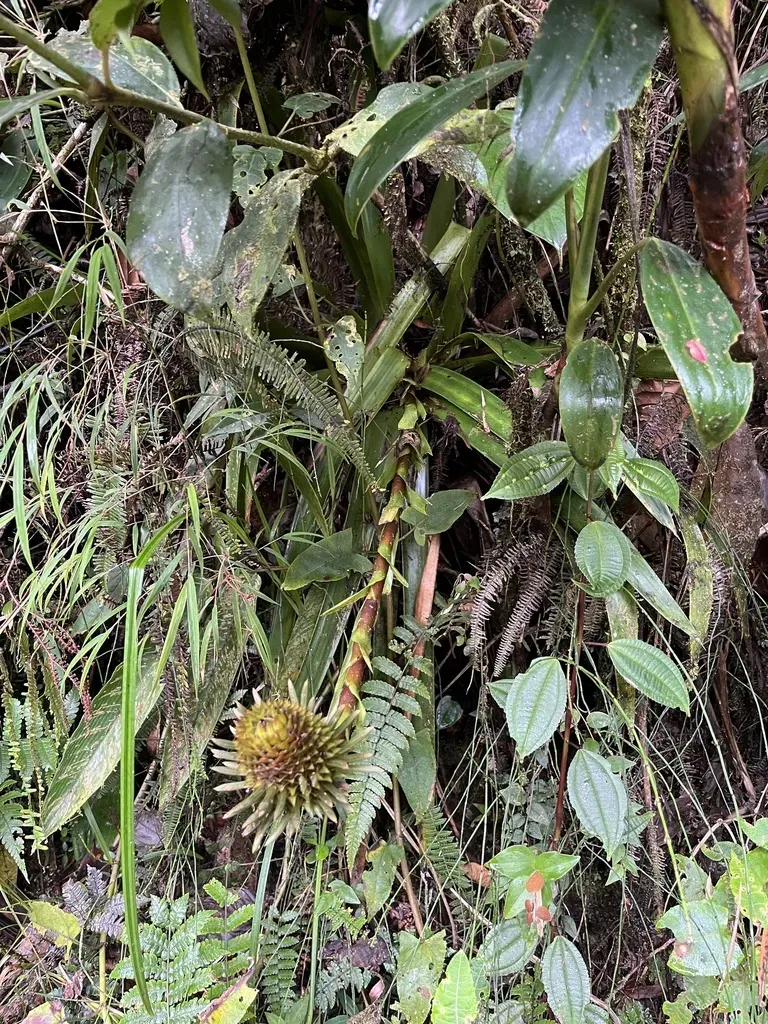 Guzmania Triangularis