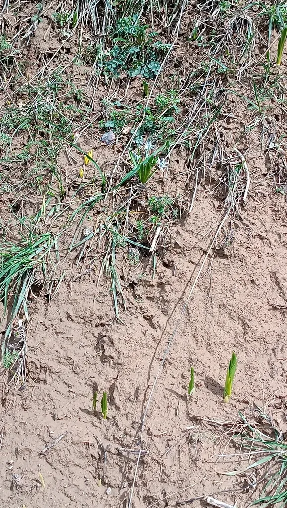 Fessia Puschkinioides