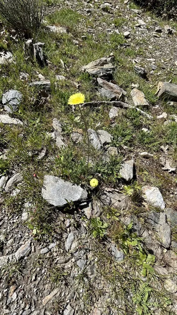 Leucanthemopsis Pallida