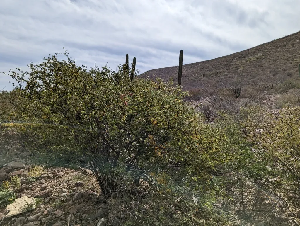 Erythrostemon Placidus