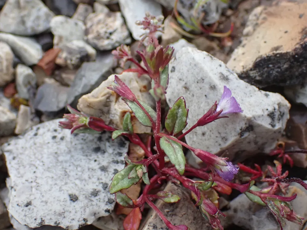 San Antonio Collinsia