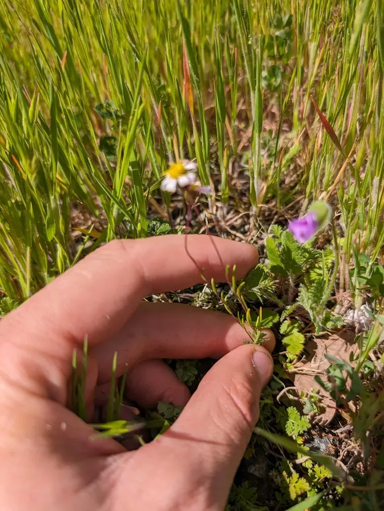 White-rayed Pentachaeta