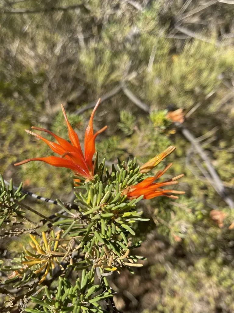Heath-leaved Honeysuckle