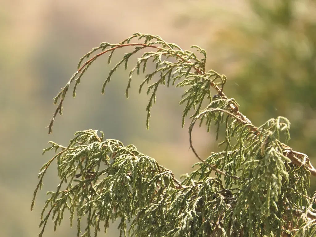 Drooping Juniper