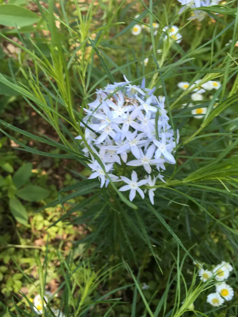 Arkansas Bluestar