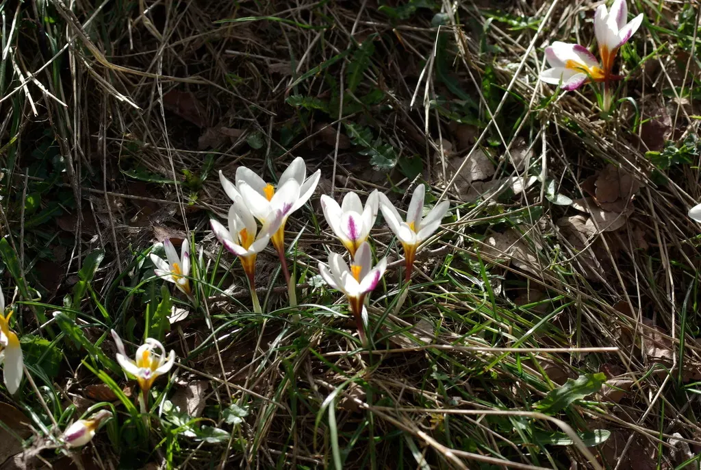 Sieber's Crocus