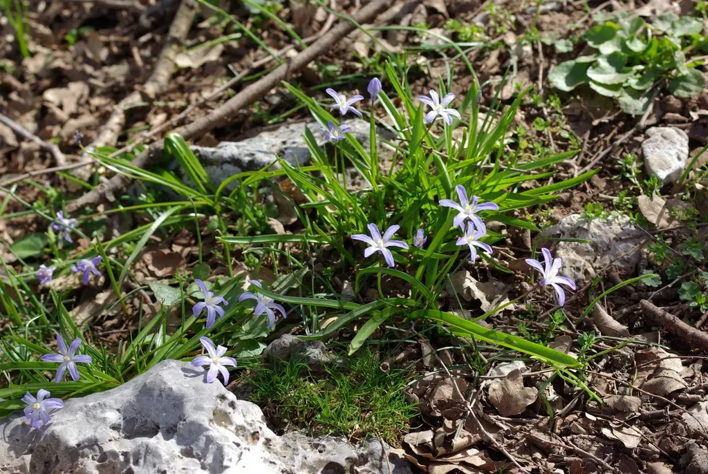 Dwarf Glory-of-the-snow