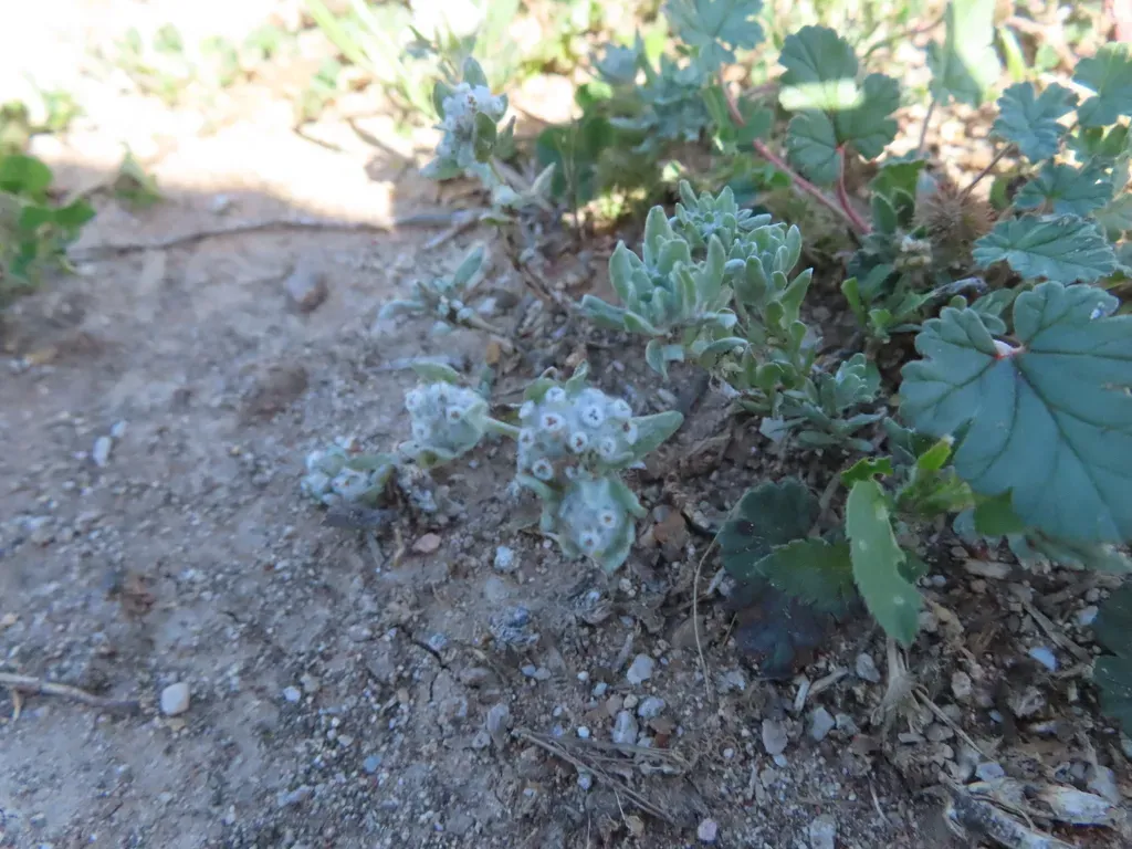 Spring Pygmy-cudweed