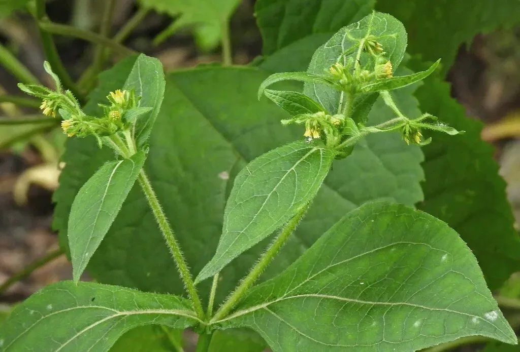 Western St Paul's-wort