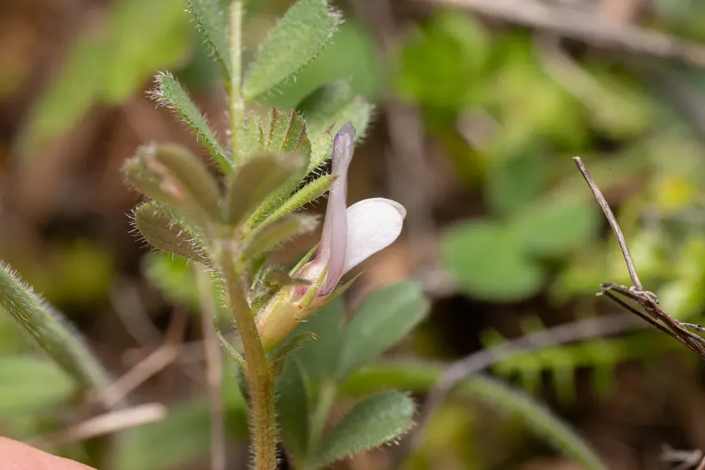 Cusped Vetch