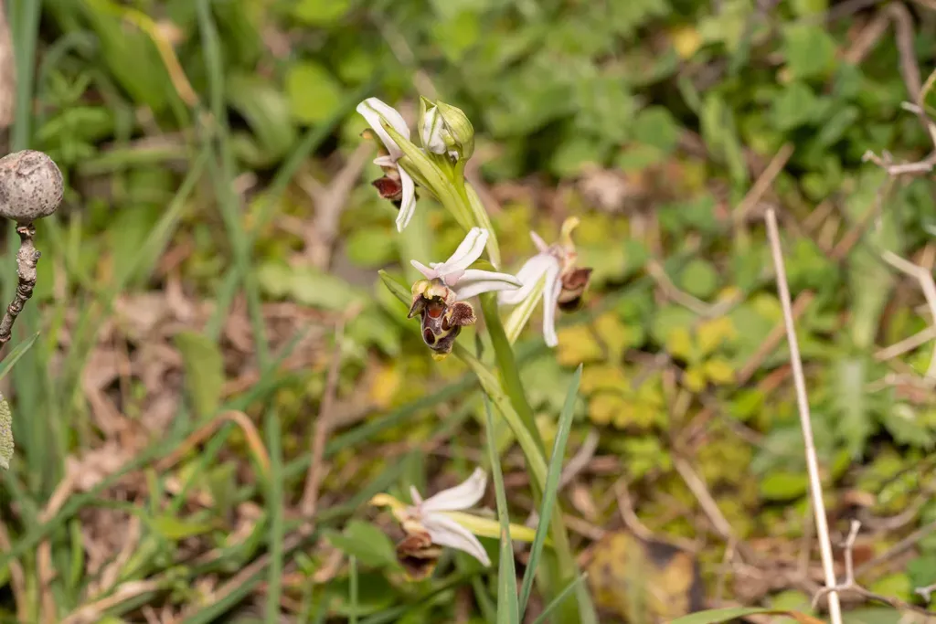 Dodecanese Bee Orchid