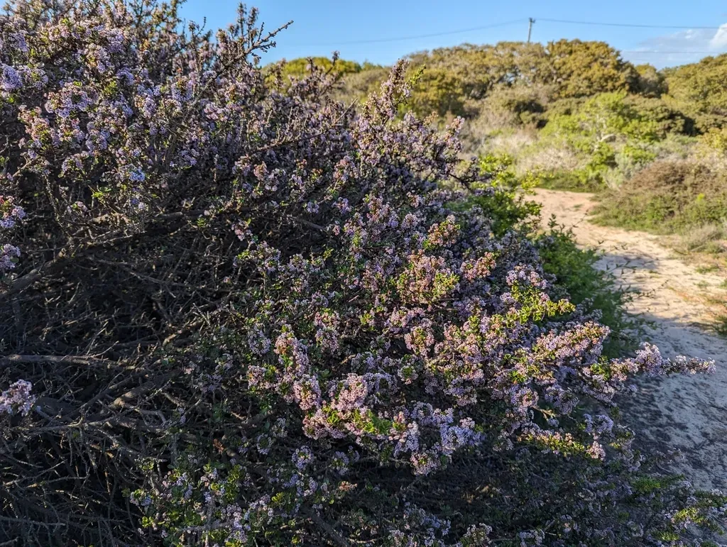 Monterey Ceanothus