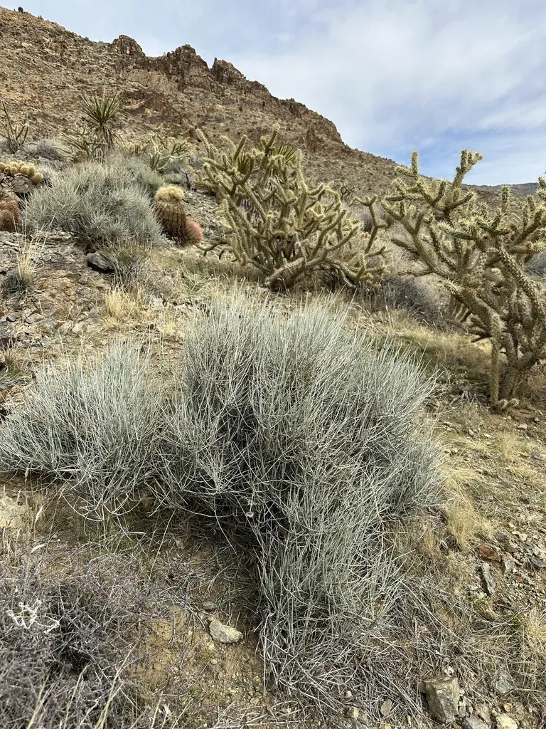 Death Valley Jointfir