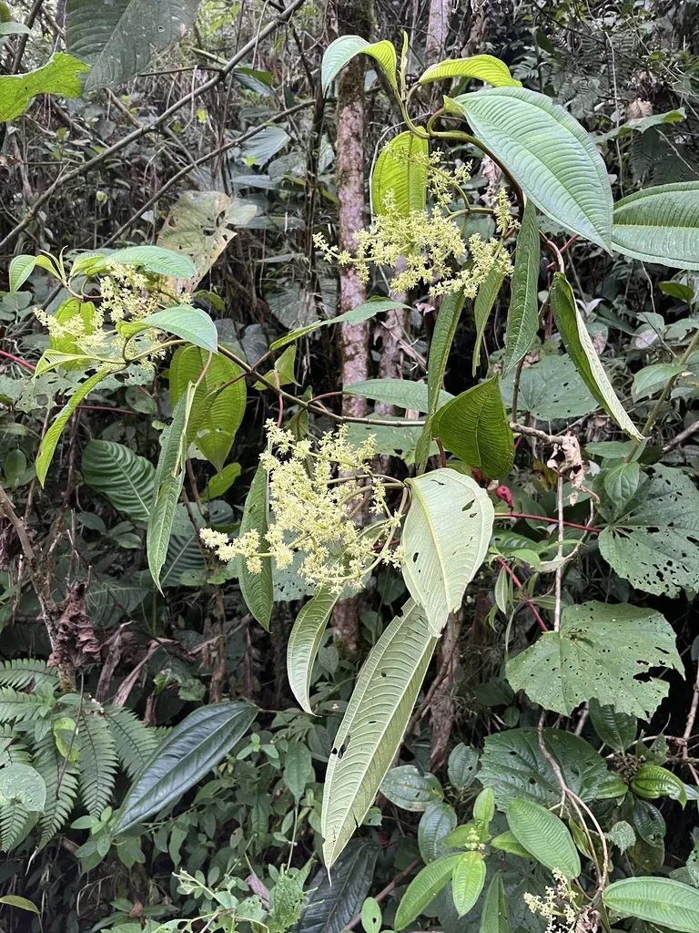 Miconia Brachygyna