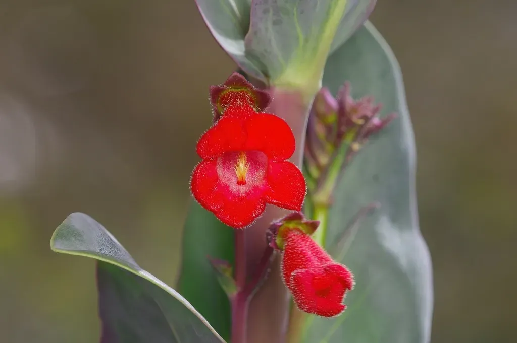 Wright's Beardtongue