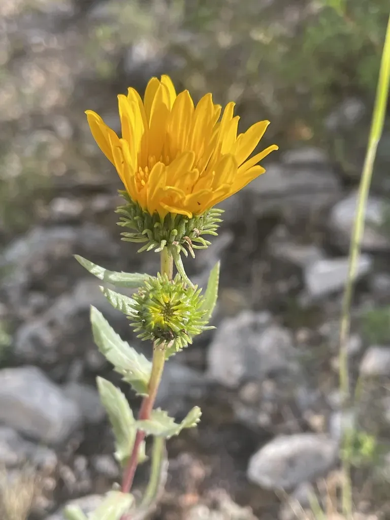 Grindelia Boliviana