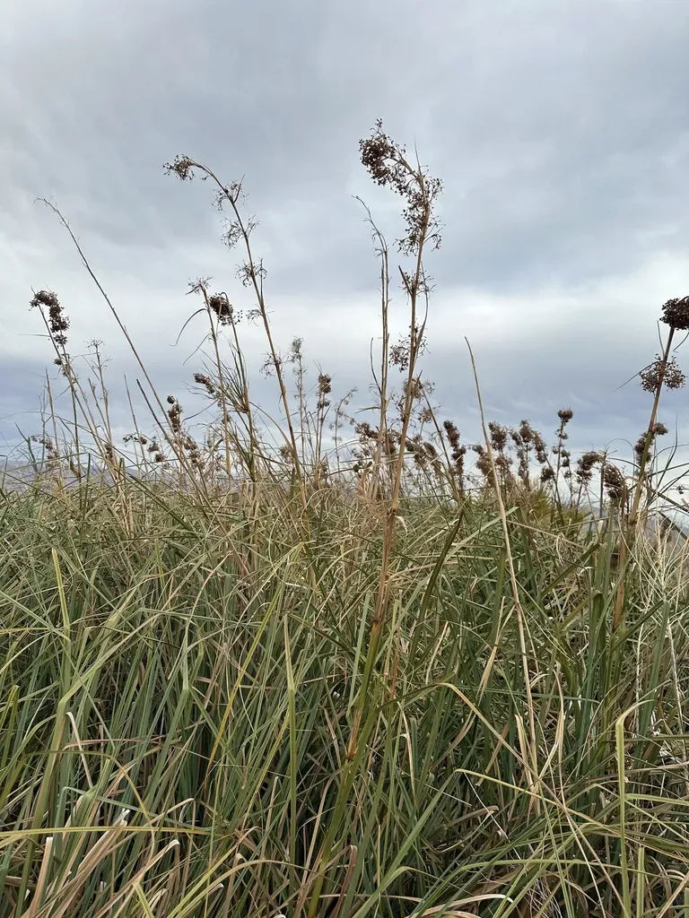 Californian Sawgrass