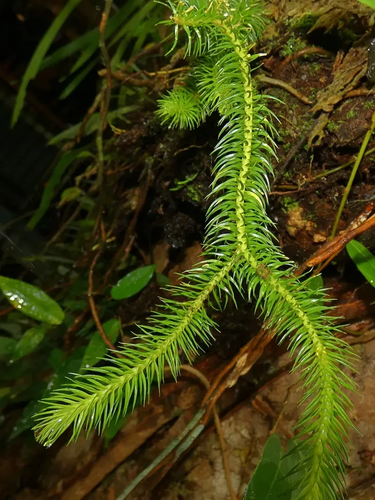 Phlegmariurus Squarrosus