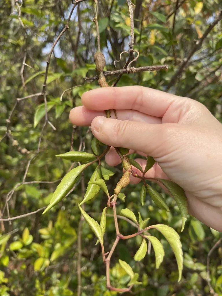 Corniculate Cayratia