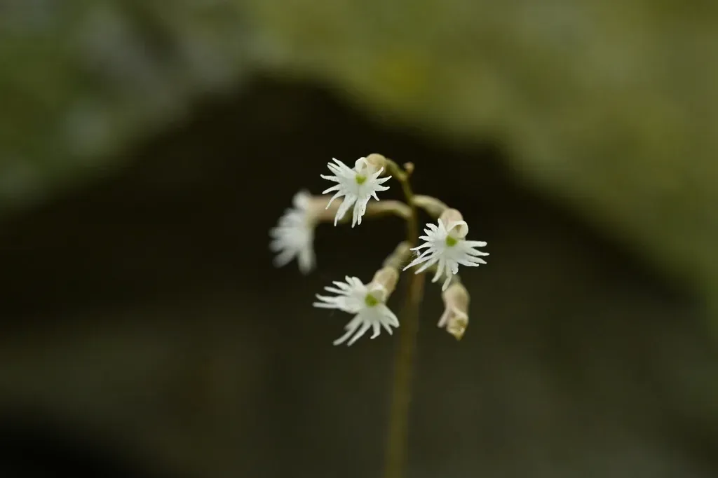 Cheirostylis Cochinchinensis