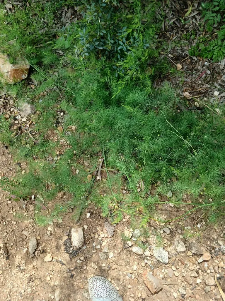 Asparagus Palaestinus