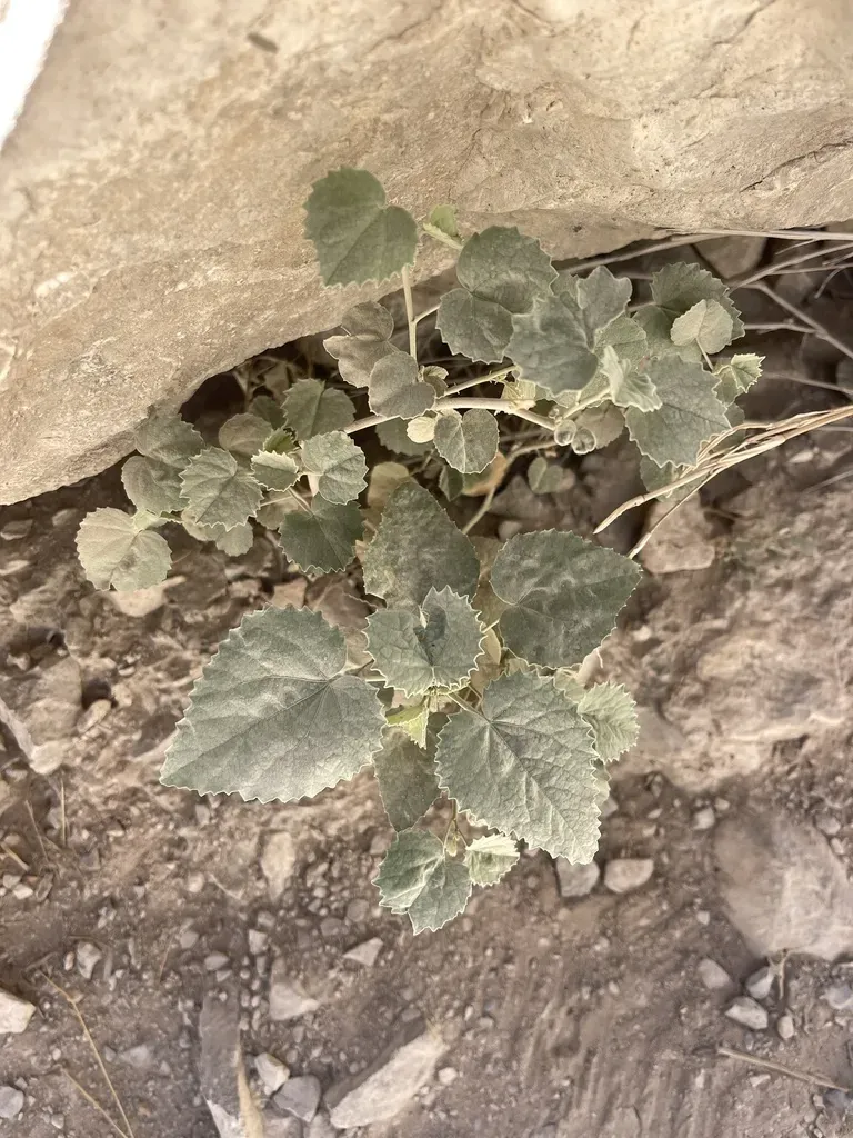 Yellow Indian Mallow