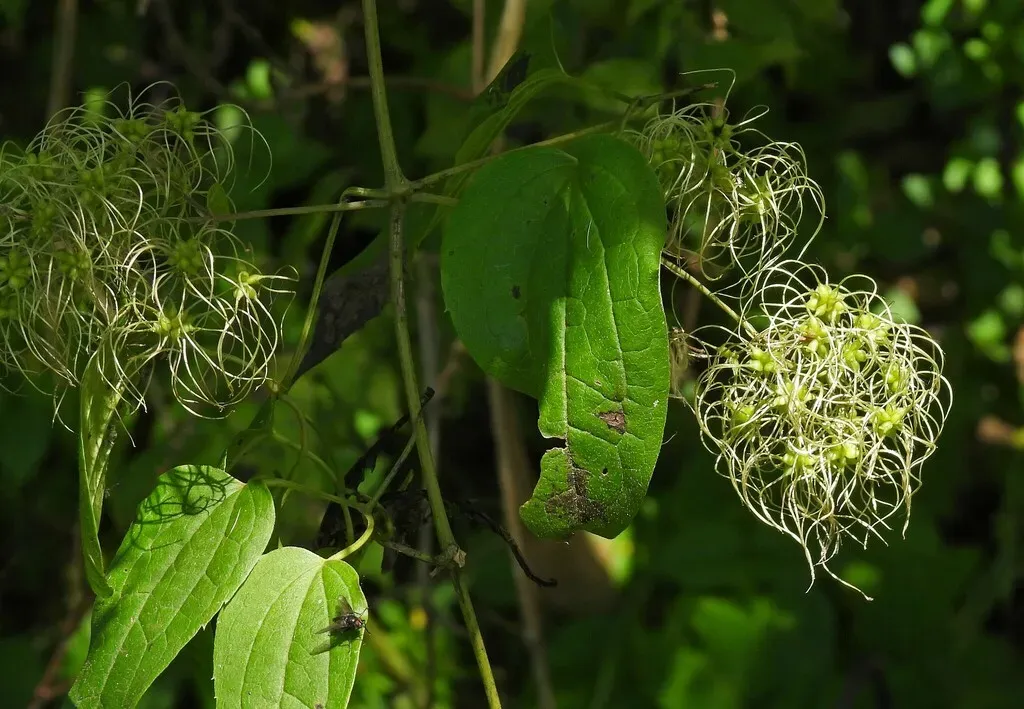 Clematis Haenkeana