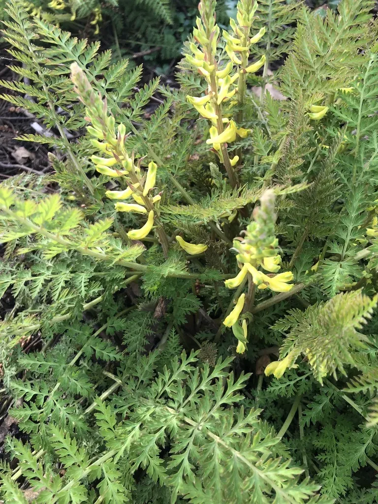 Fern-leaved Corydalis
