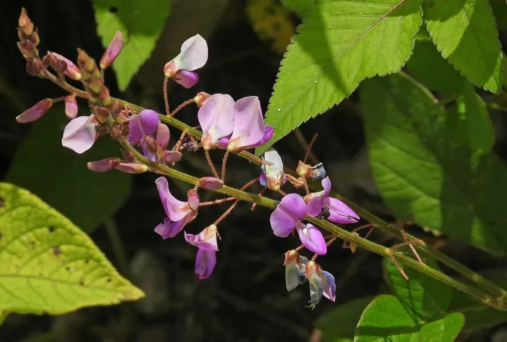 Cologania Broussonetii