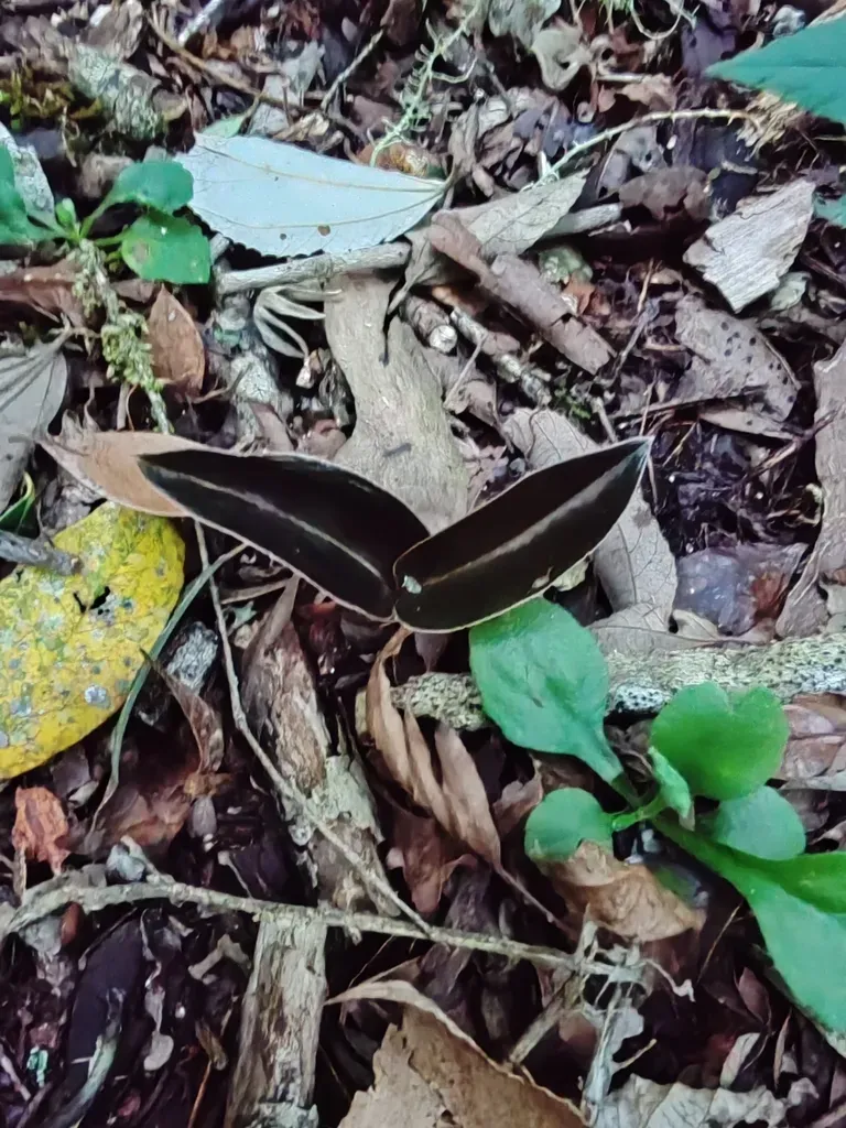 Microchilus Juruenensis