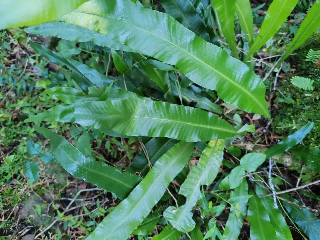 Campyloneurum Nitidum