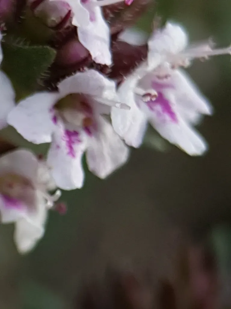 Algerian Thyme