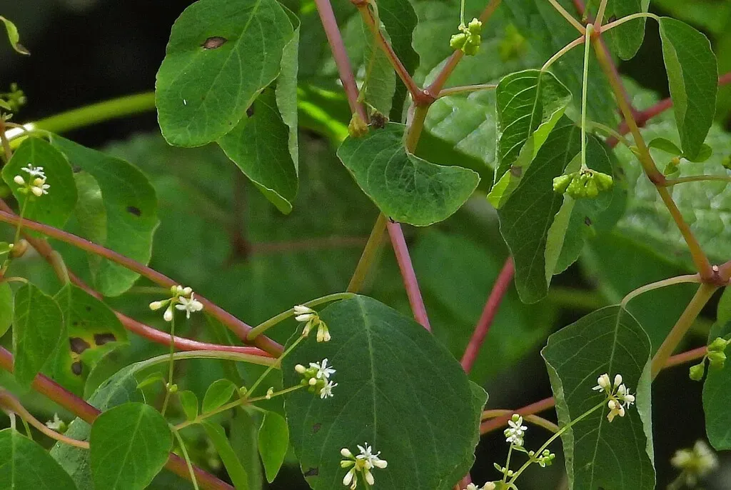 Colignonia Glomerata