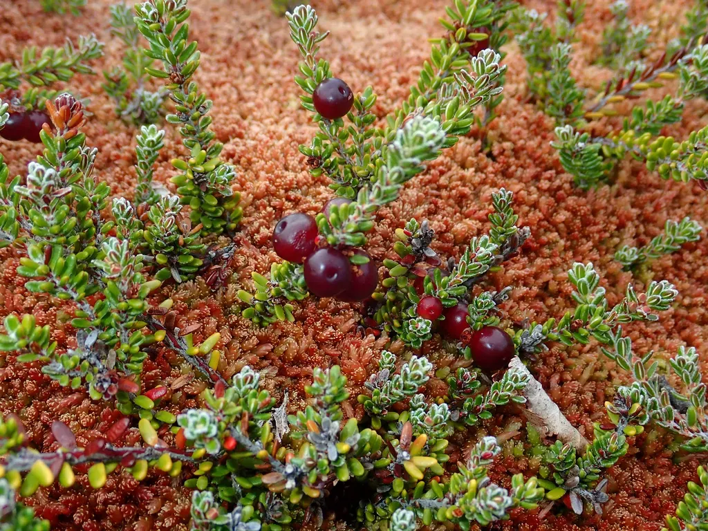 Red Crowberry