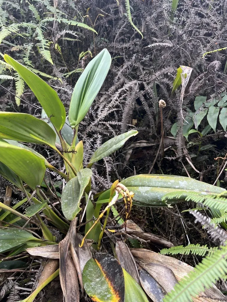 Maxillaria Speciosa