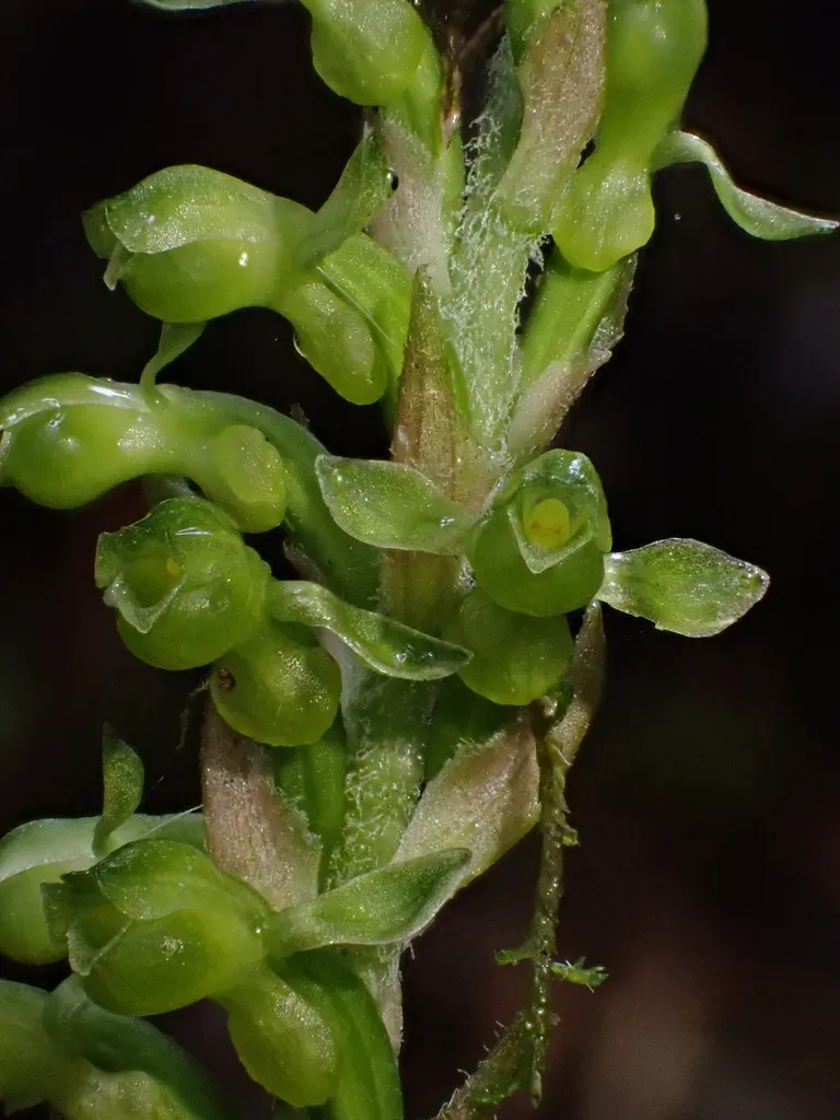 Kreodanthus Crispifolius