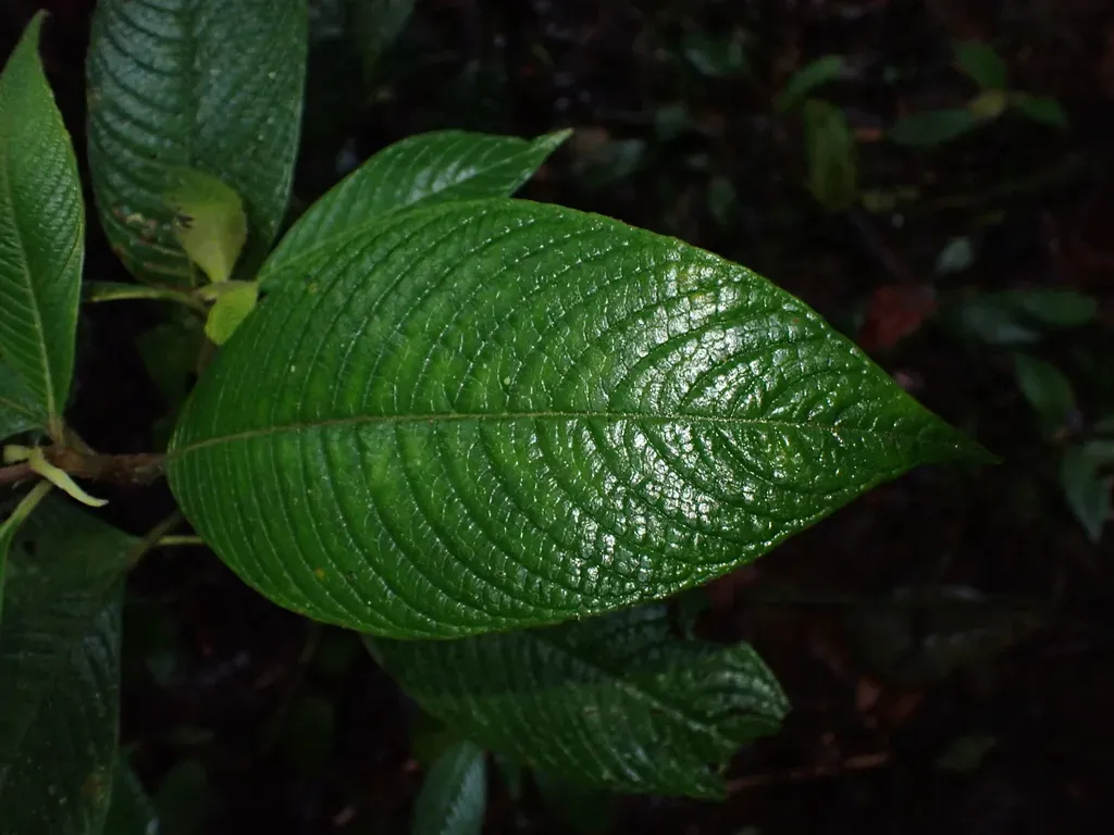 Palicourea Stevensiana