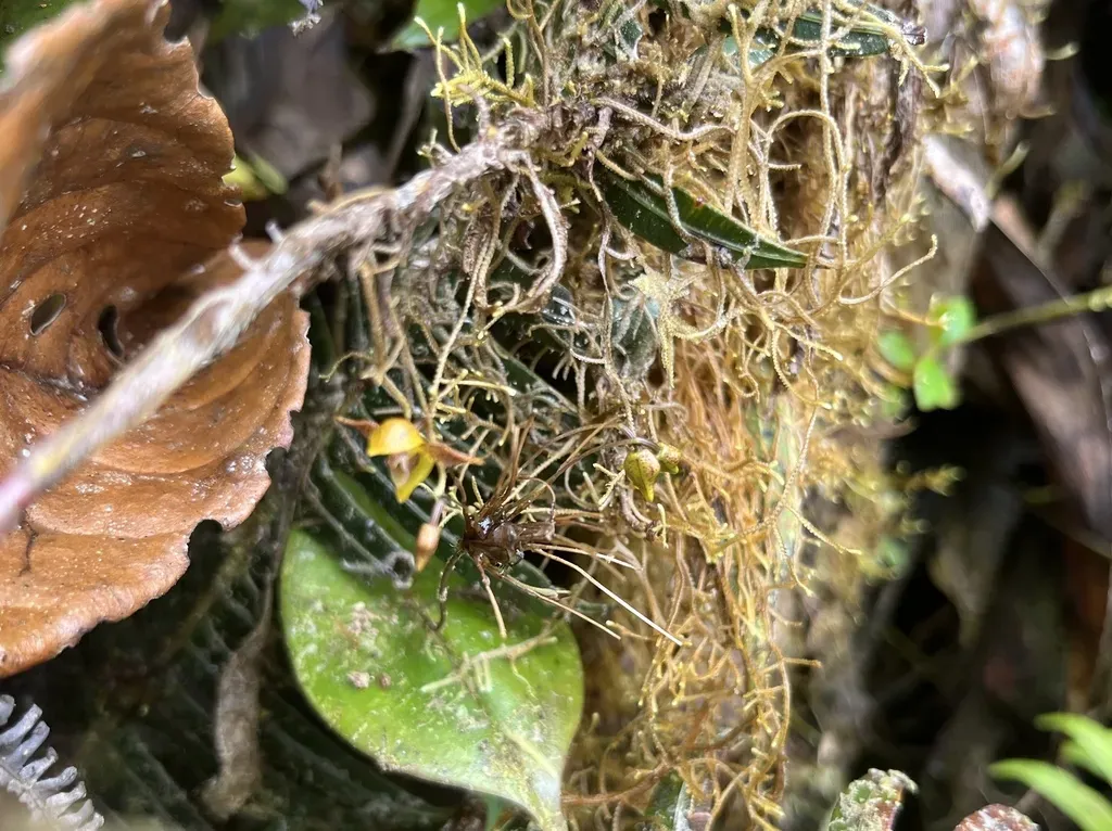 Pleurothallis Silverstonei