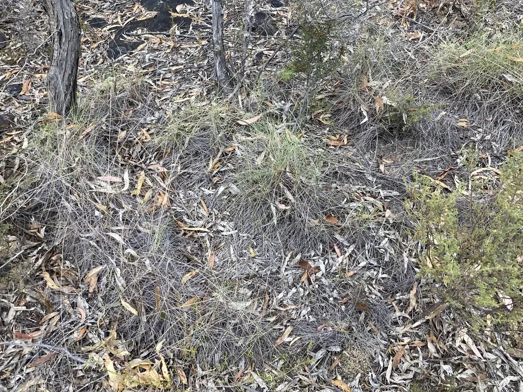 Porcupine Grass