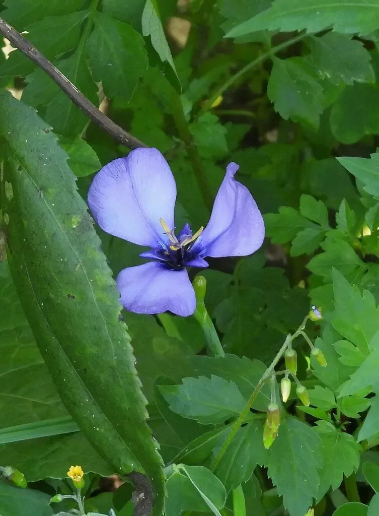 Herbertia Tigridioides