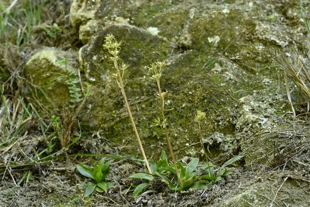 Ypsilandra Thibetica