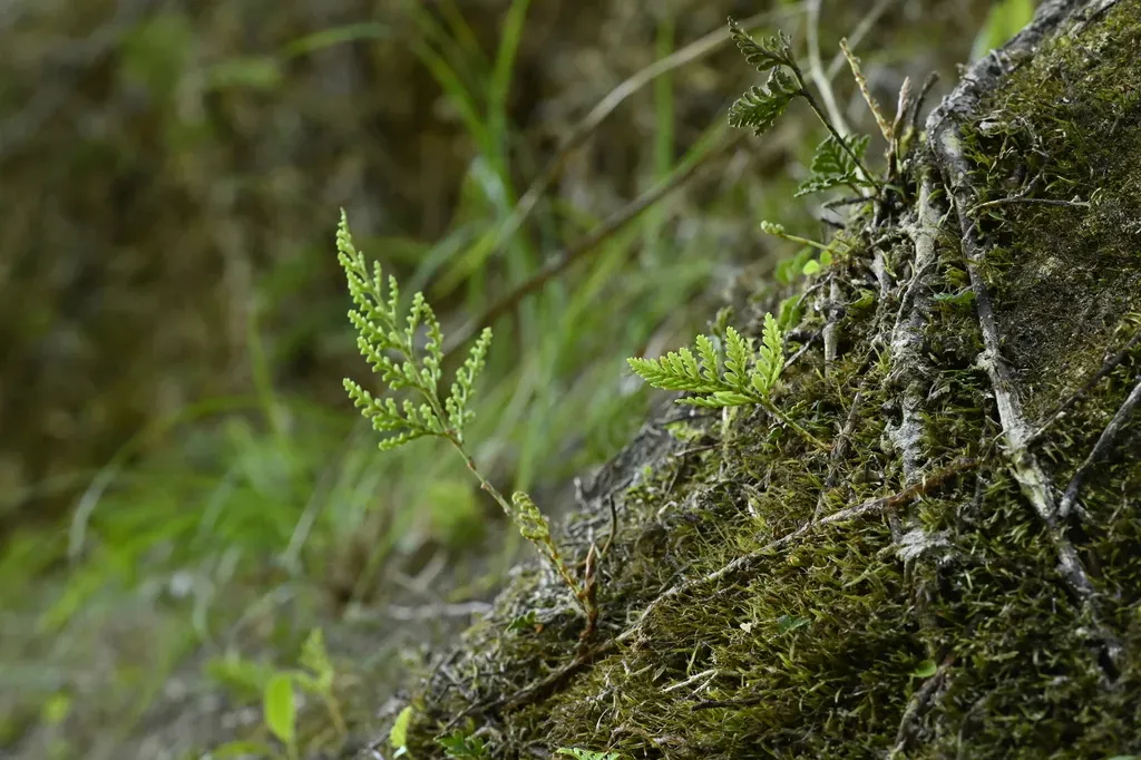 Davallia Chrysanthemifolia