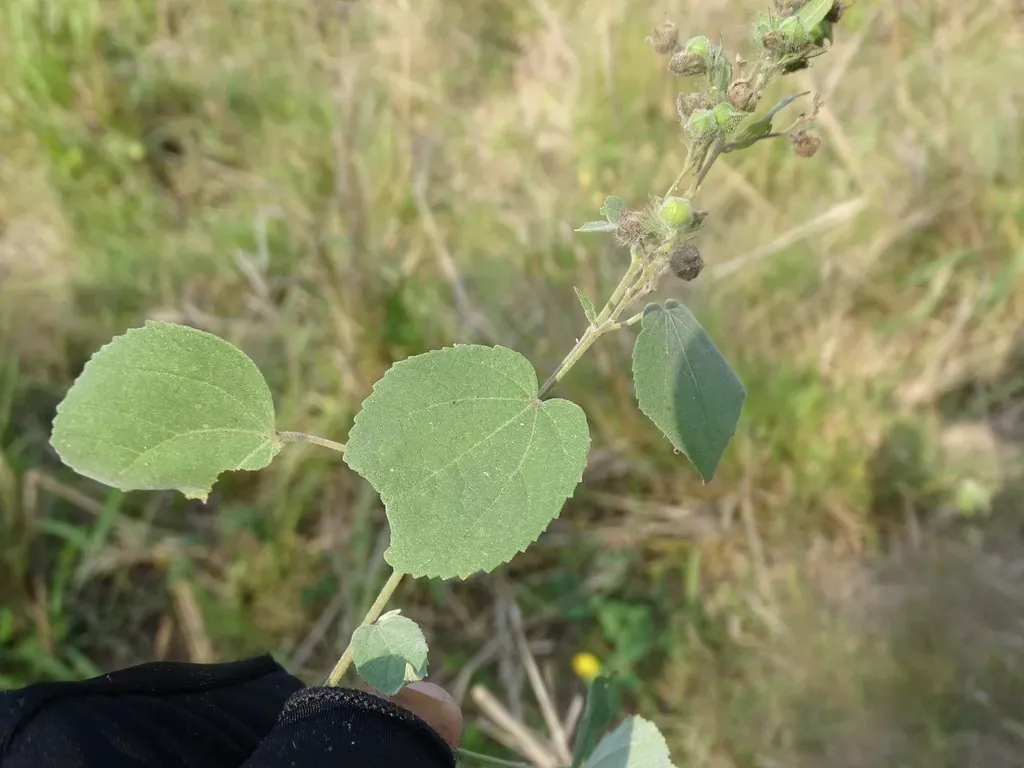 Allosidastrum Hilarianum