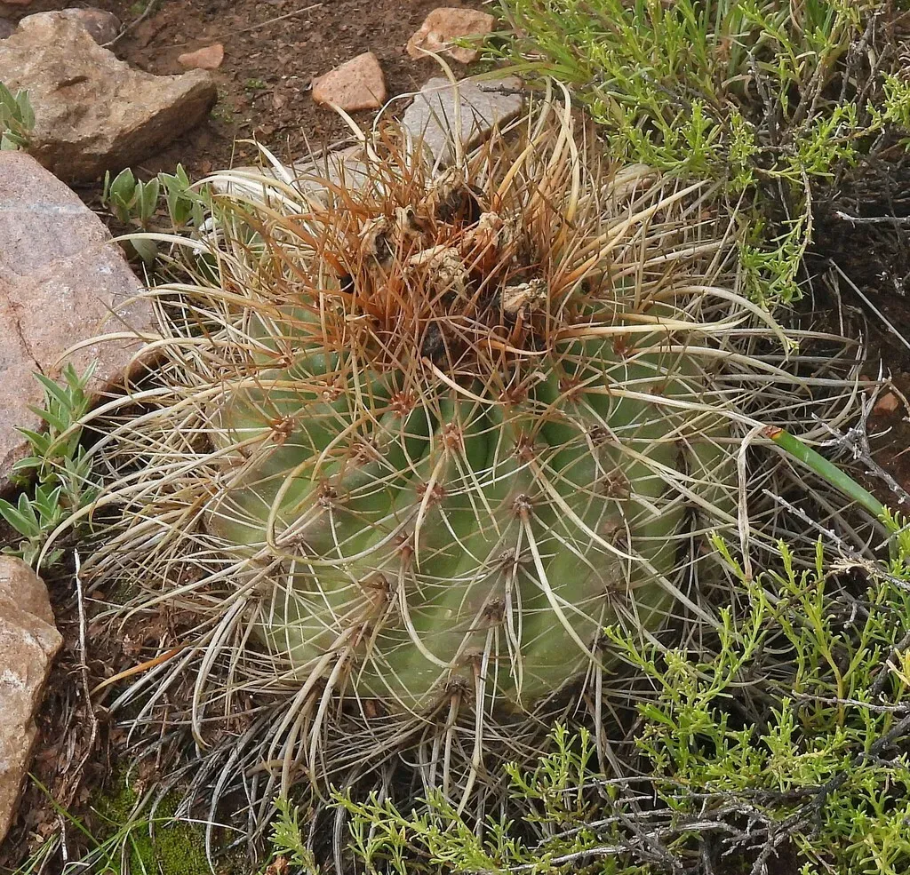 Parodia Maassii
