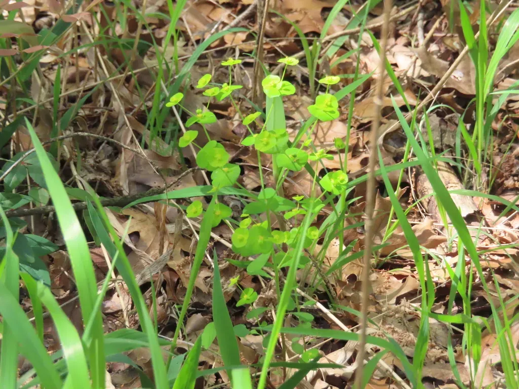 Roemer's Spurge