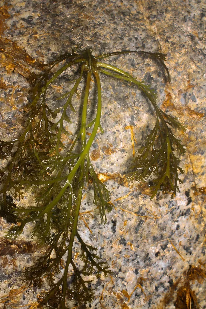 Marathrum Foeniculaceum