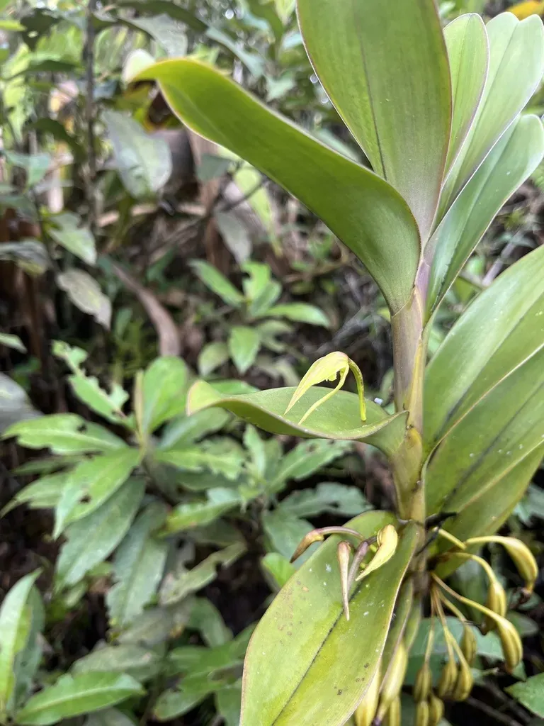 Maxillaria Montezumae